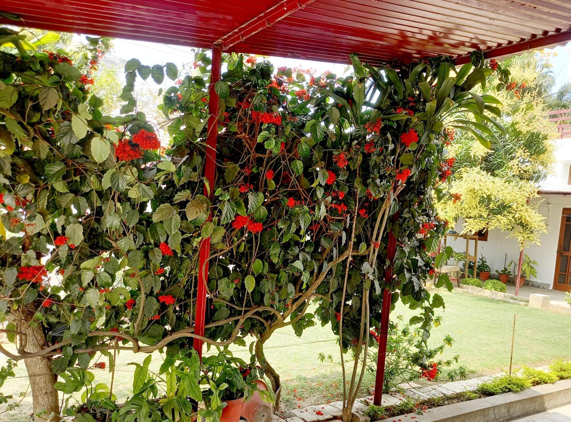 Bed and Breakfast Garden View Residency à Lucknow Extérieur photo